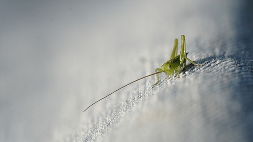 Ninfa di Tettigonia sp.? Meglio dire neanide