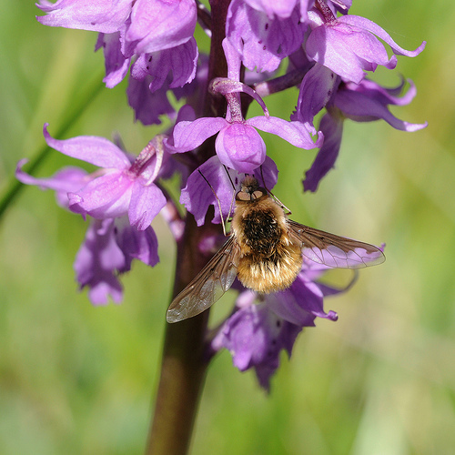 Identificazione Bombyliidae su Orchis mascula