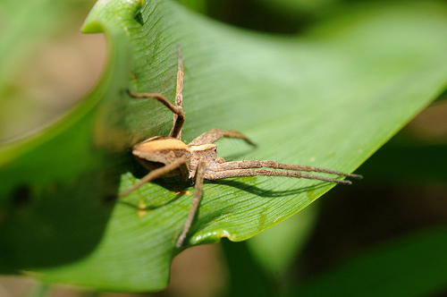 Pisaura sp.