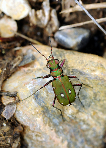 Cicindela campestris (Carabidae)