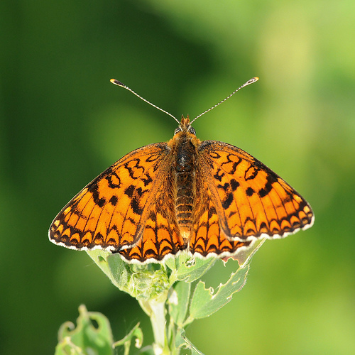 Melitaea phoebe?