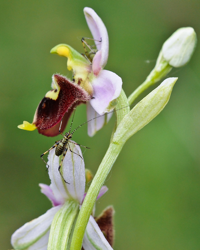 Ortottero (su Ophrys holosericea) da identificare