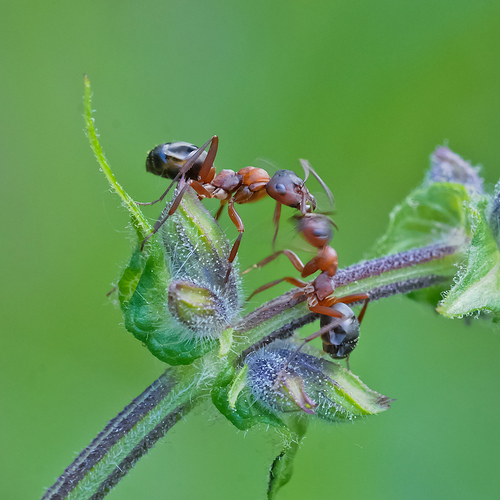 Formica sp. che tocca una compagna con le antenne