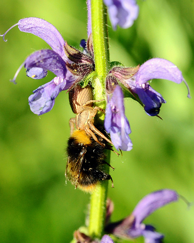 Xysticus sp.