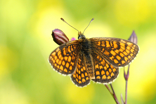 Melitaea deione?