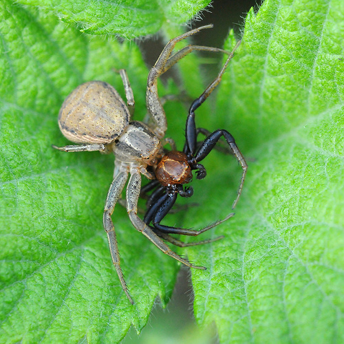 Ragno mangia Ragno - Xysticus ulmi