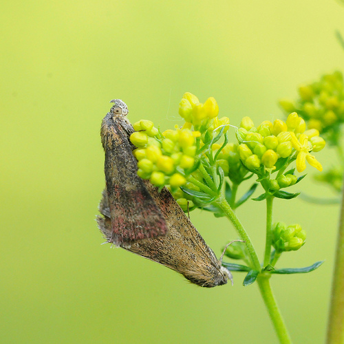 Lepidotteri da identificare