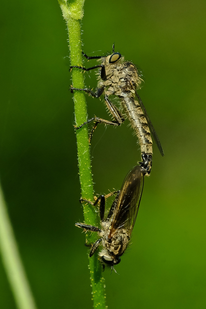 Asilidi in accoppiamento da identificare