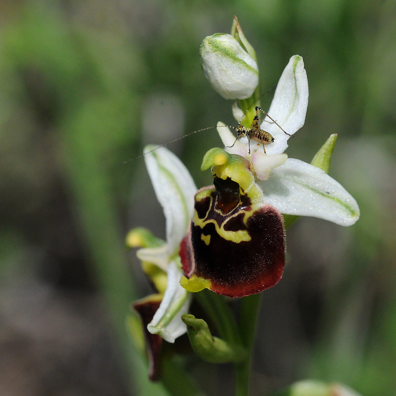 Ortottero (su Ophrys holosericea) da identificare