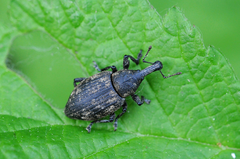 Curculionidae da identificare