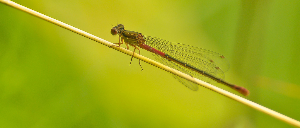 Identicazione Odonata