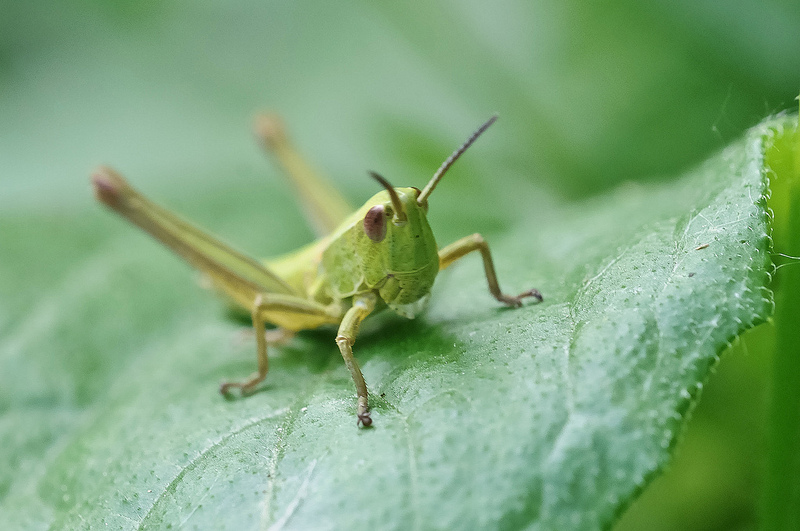 Ninfa di Acridiidae da identificare