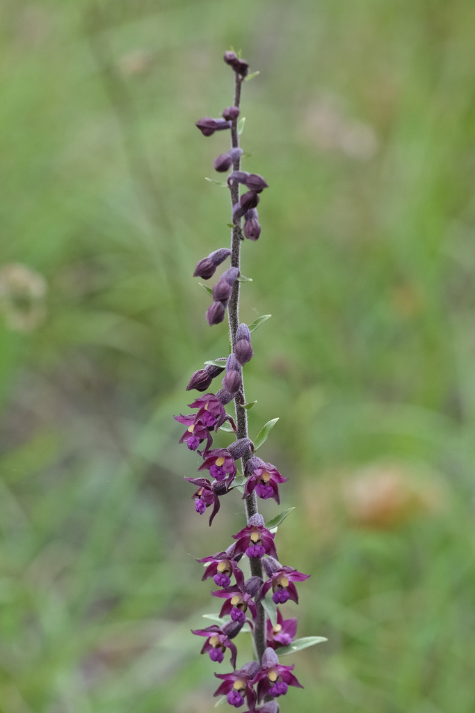 Epipactis atrorubens?