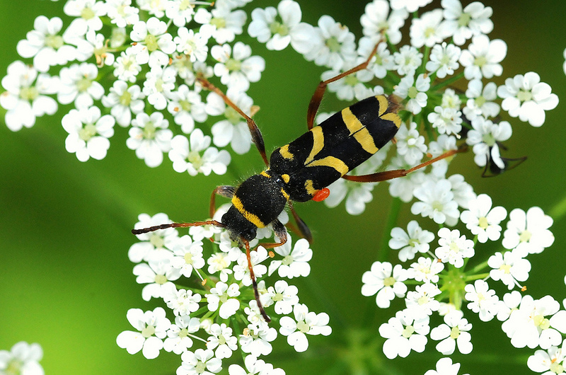 Clytus arietis