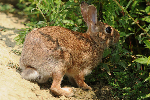 Sylvilagus floridanus - Vercellese