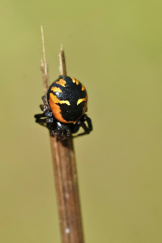 Synema globosum