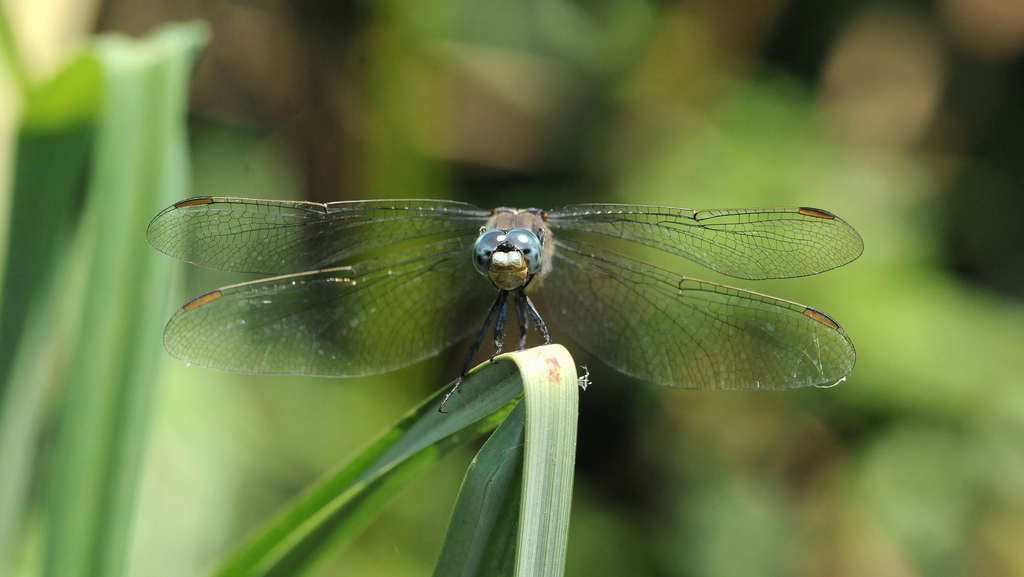 Orthetrum coerulescens?