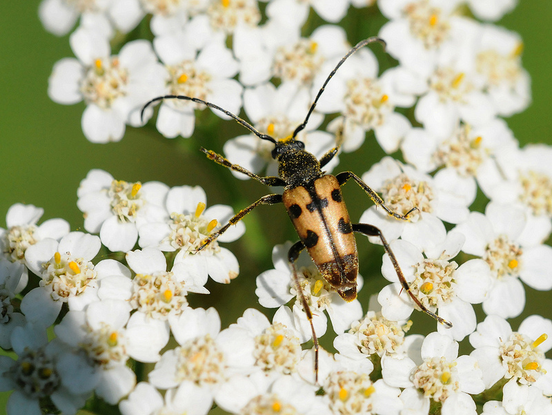 Rutpela maculata?