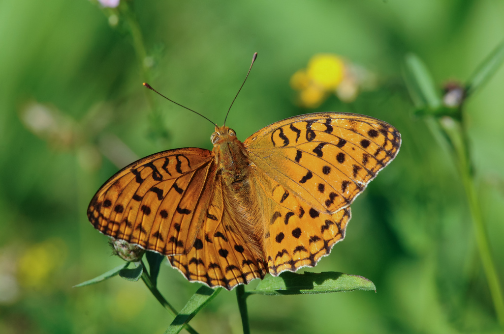 Argynnis paphia?