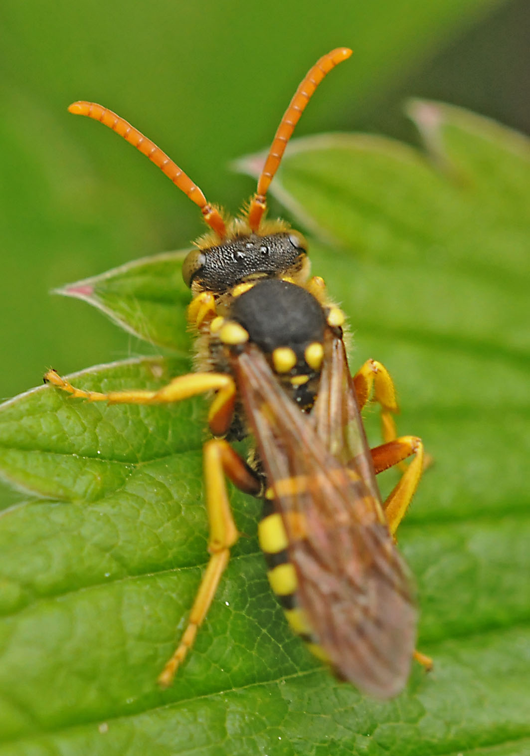 Vespa da determinare.  No. Nomada sp.