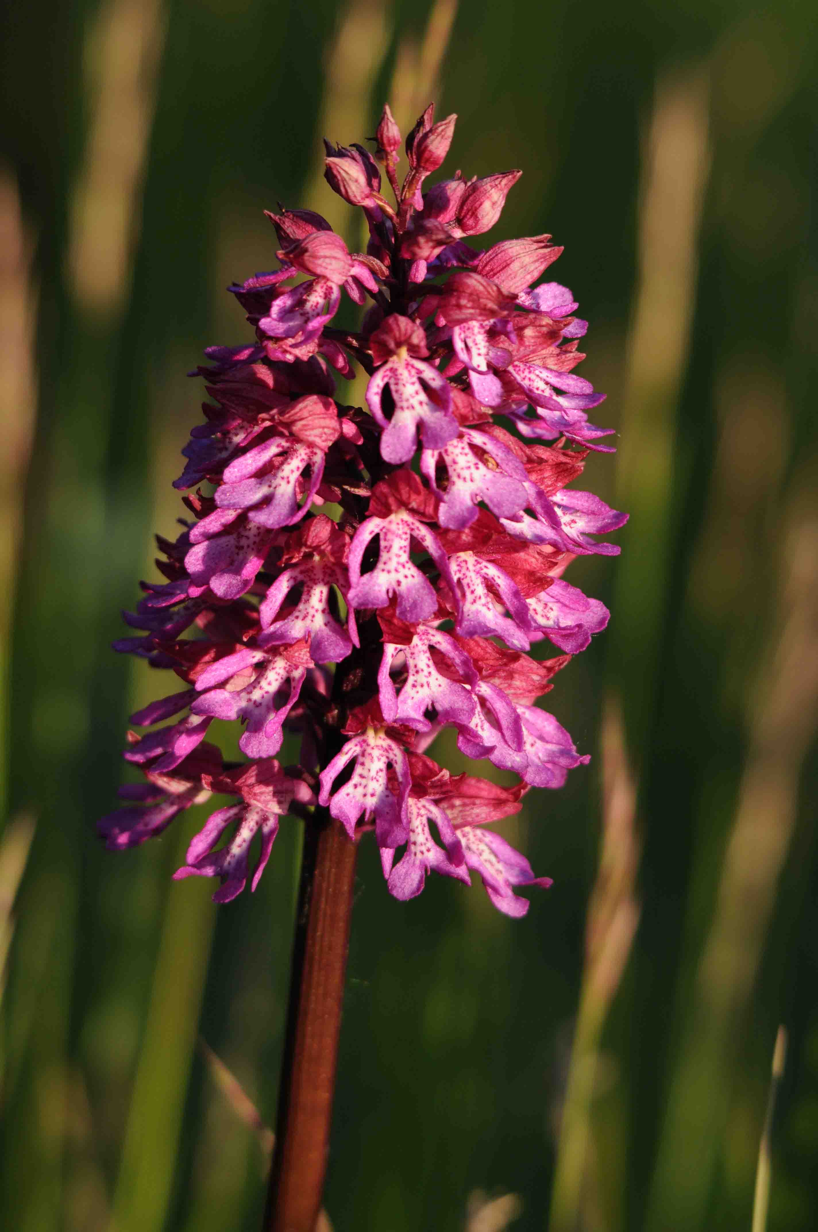 Ancora un''orchidea selvatica da determinare