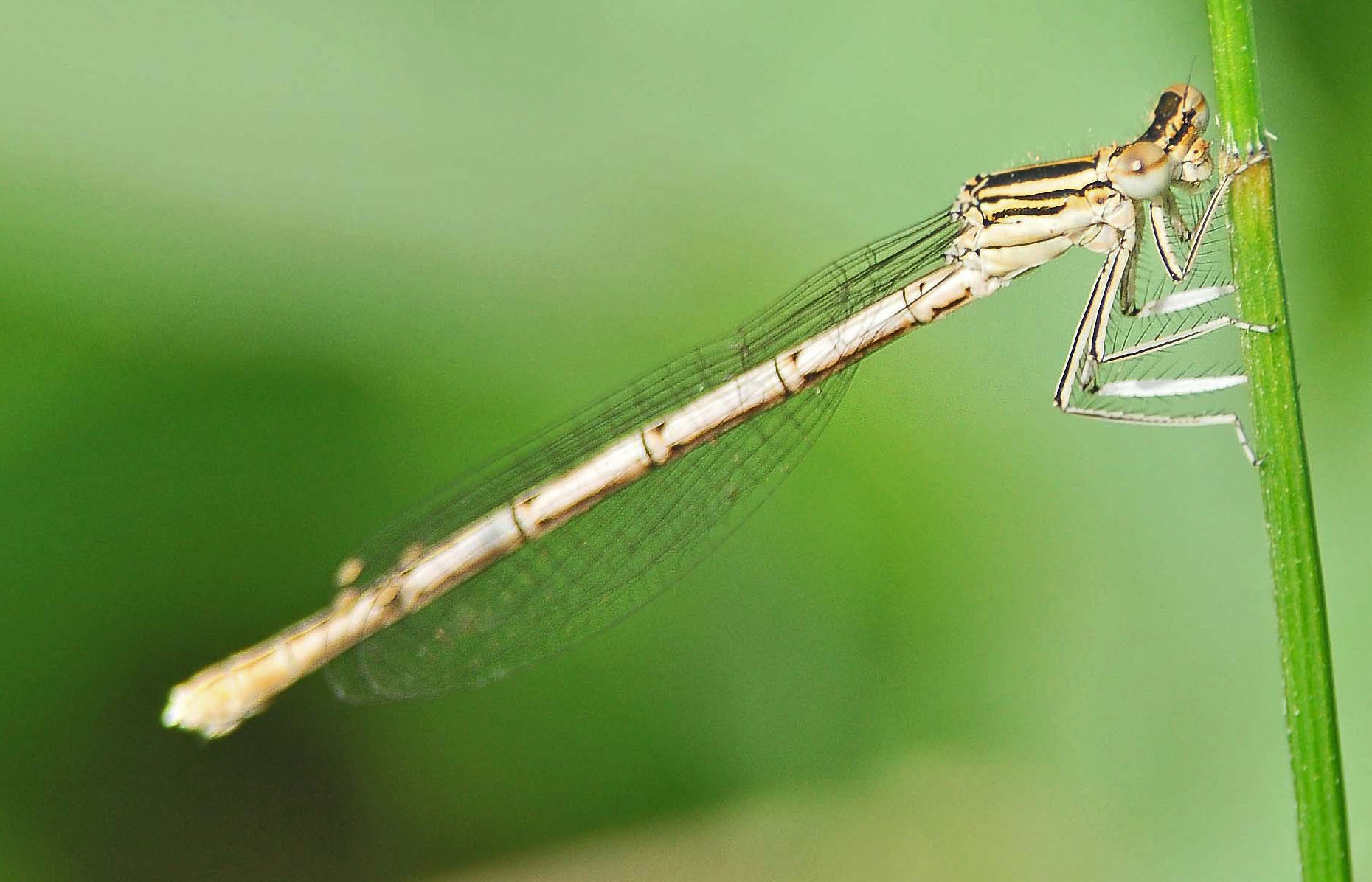 da determinare (Ischnura?) - Platycnemis pennipes,femmina