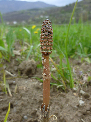 Quale equisetum?