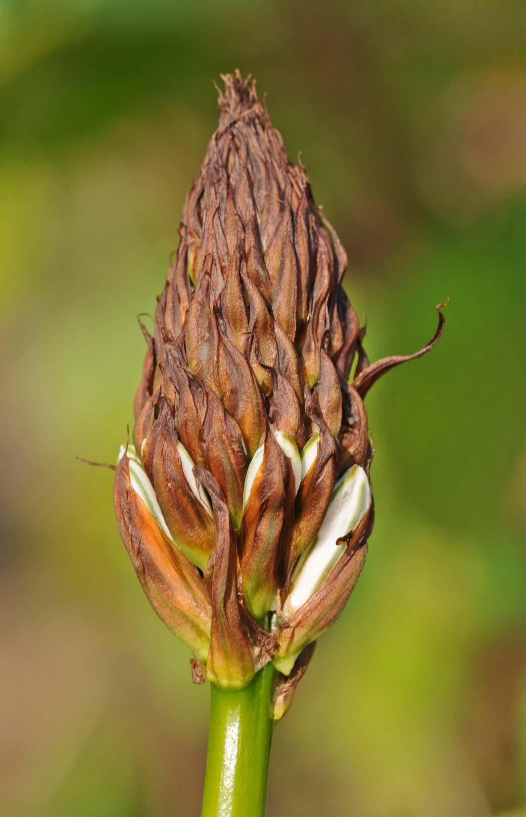 Pianta da determinare - Asphodelus sp.