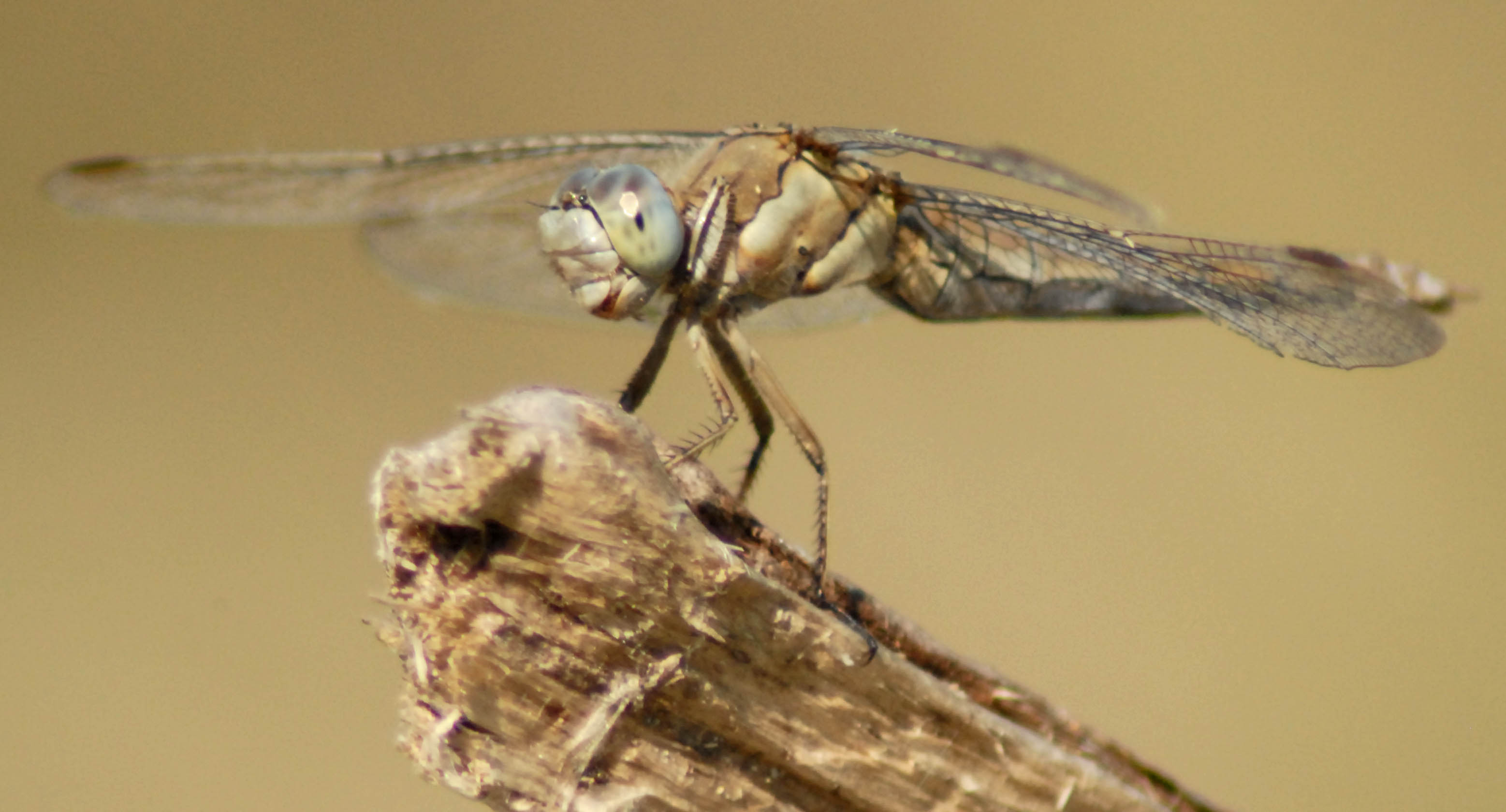 Ancora una! - Orthetrum brunneum (femmina)