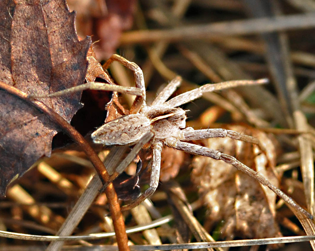 Philodromus? No. Pisaura sp.