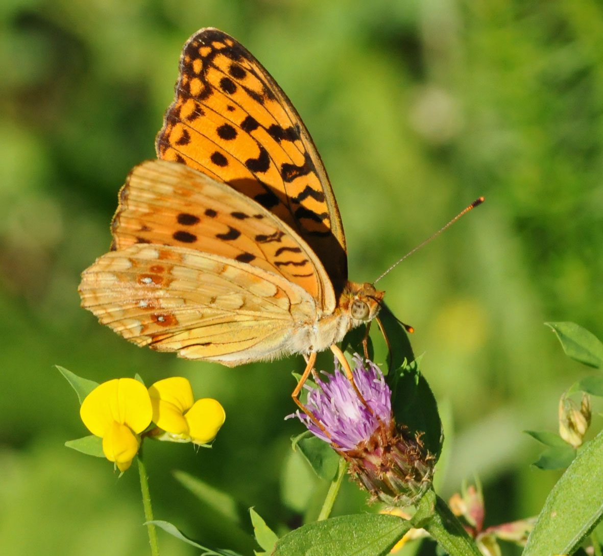 Argynnis paphia?