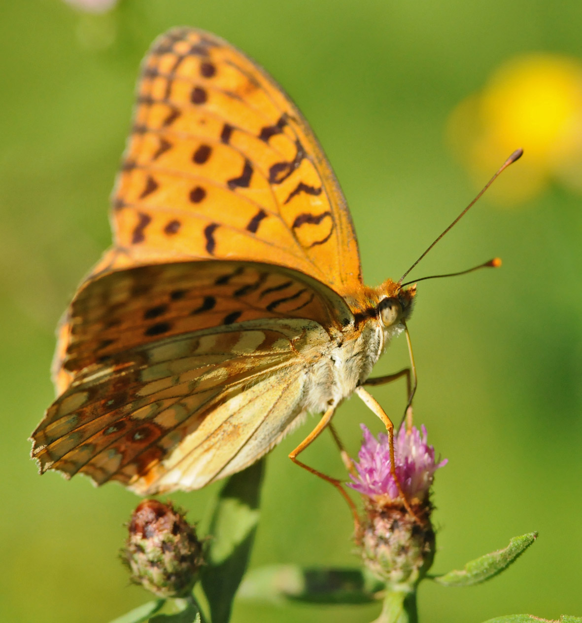 Argynnis paphia?