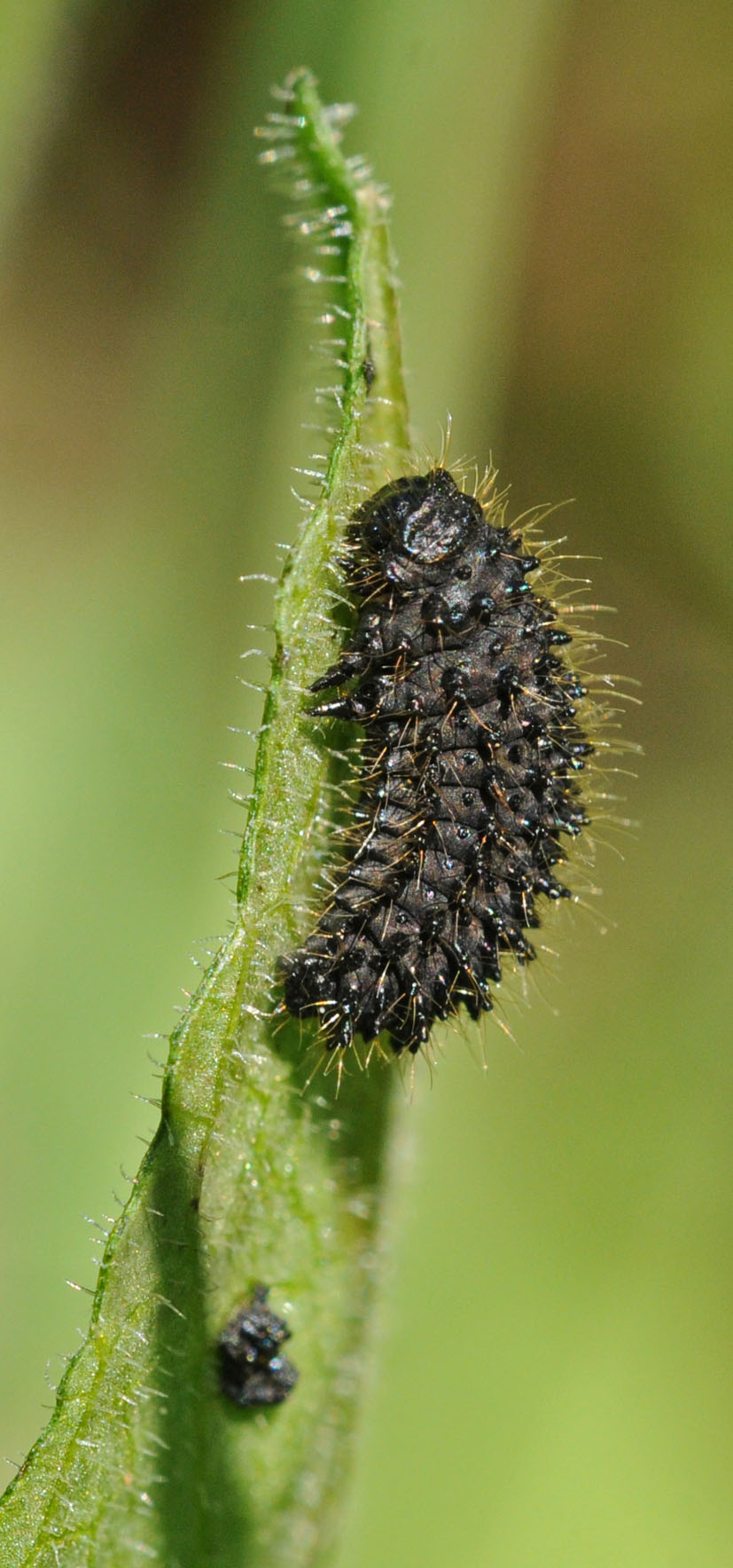 Bruco? No. Larva di Galeruca sp. (Chrysomelidae)