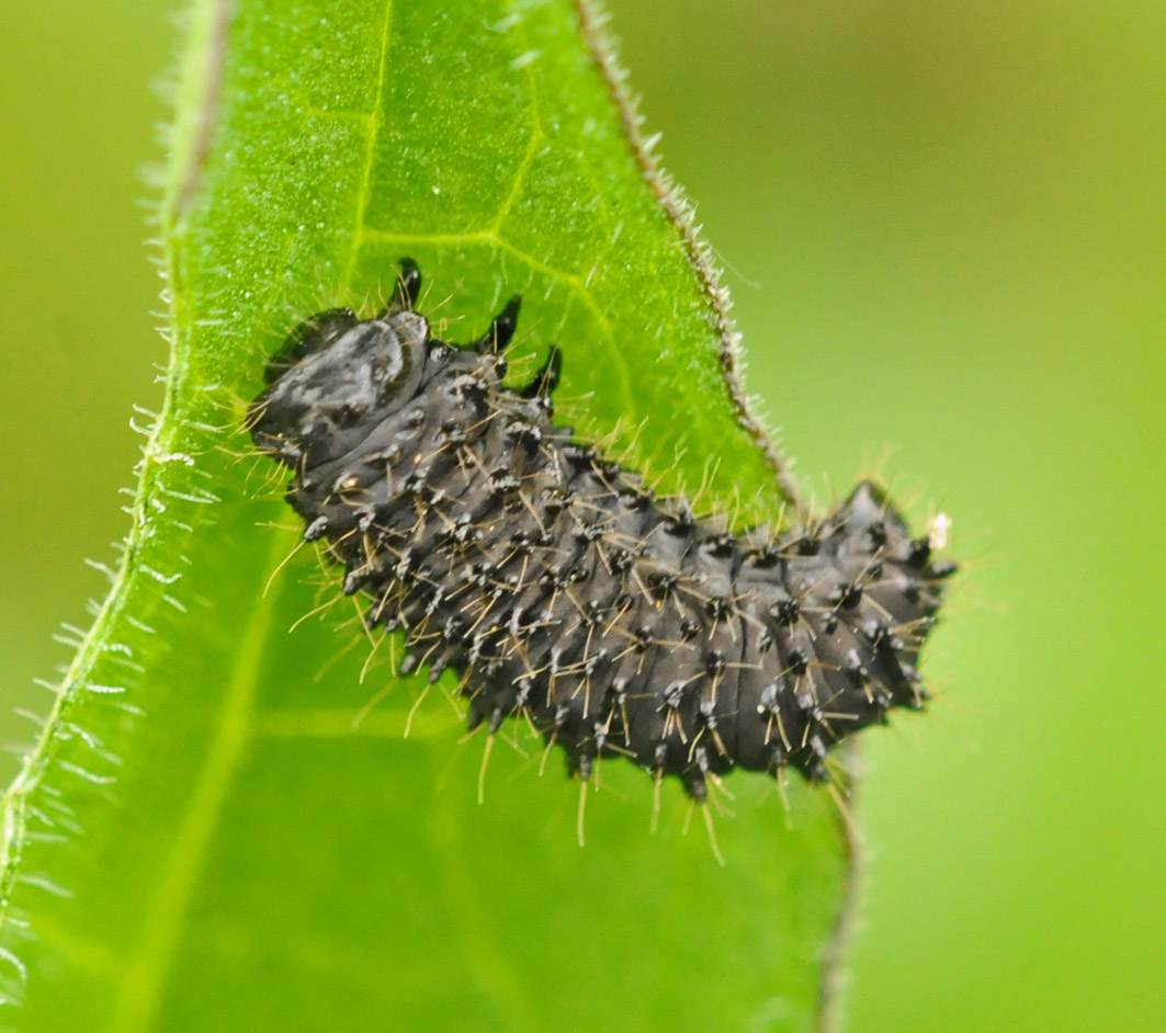 Bruco? No. Larva di Galeruca sp. (Chrysomelidae)