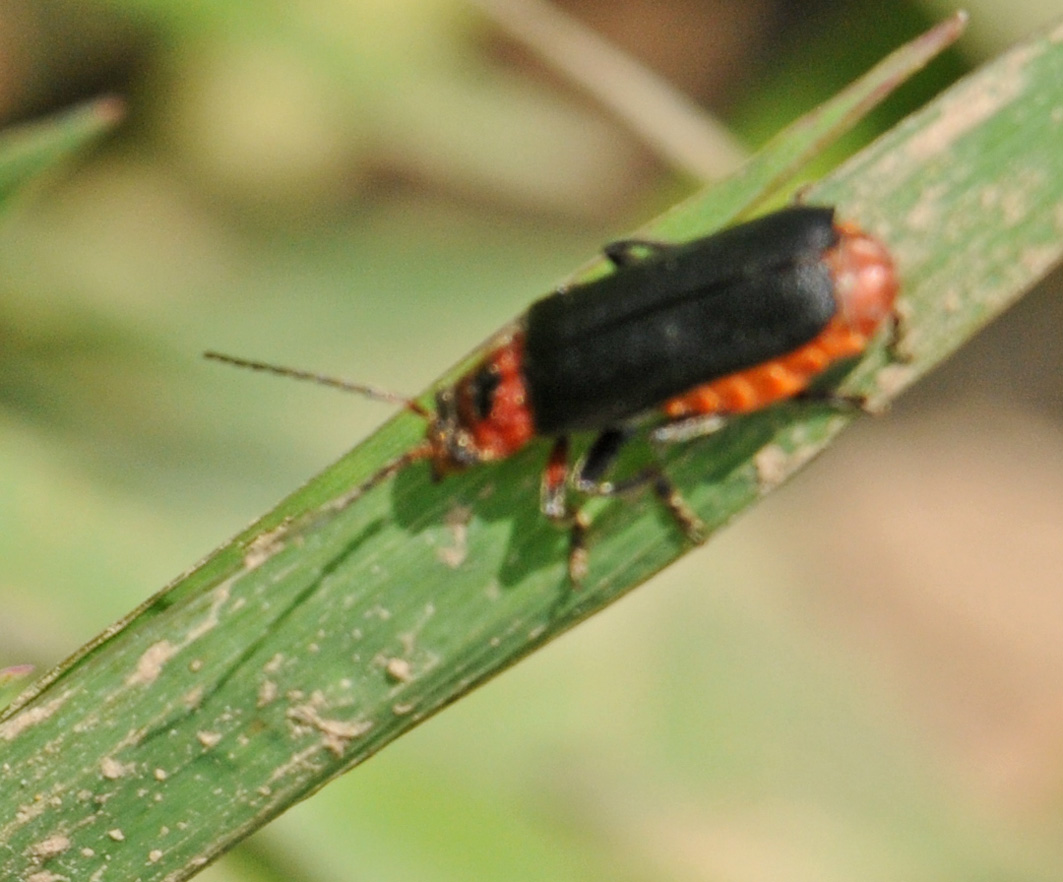 Cantharis fusca?