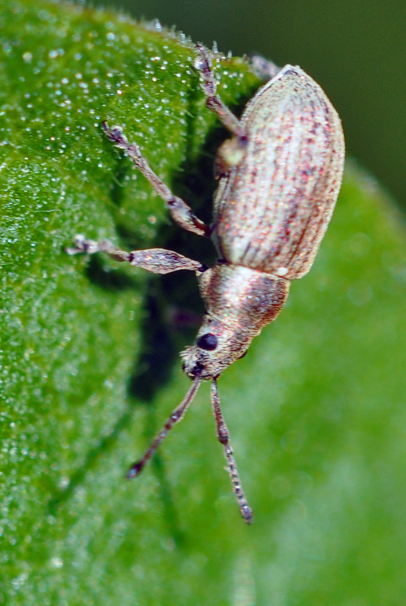 Coleottero da identificare - Phyllobius sp.