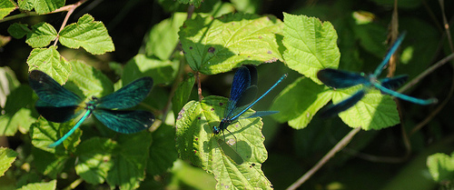 Calopteryx - Lotte teritoriali (Conferma identificazione)