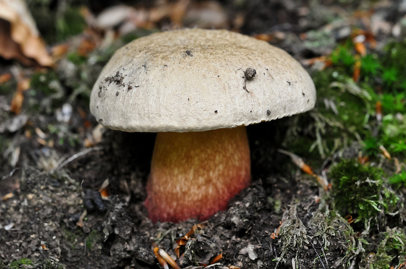 Conferma identificazione: Boletus calopus?