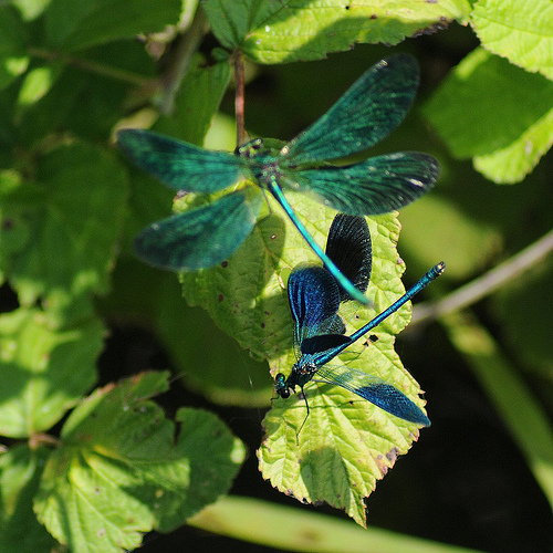 Calopteryx - Lotte teritoriali (Conferma identificazione)