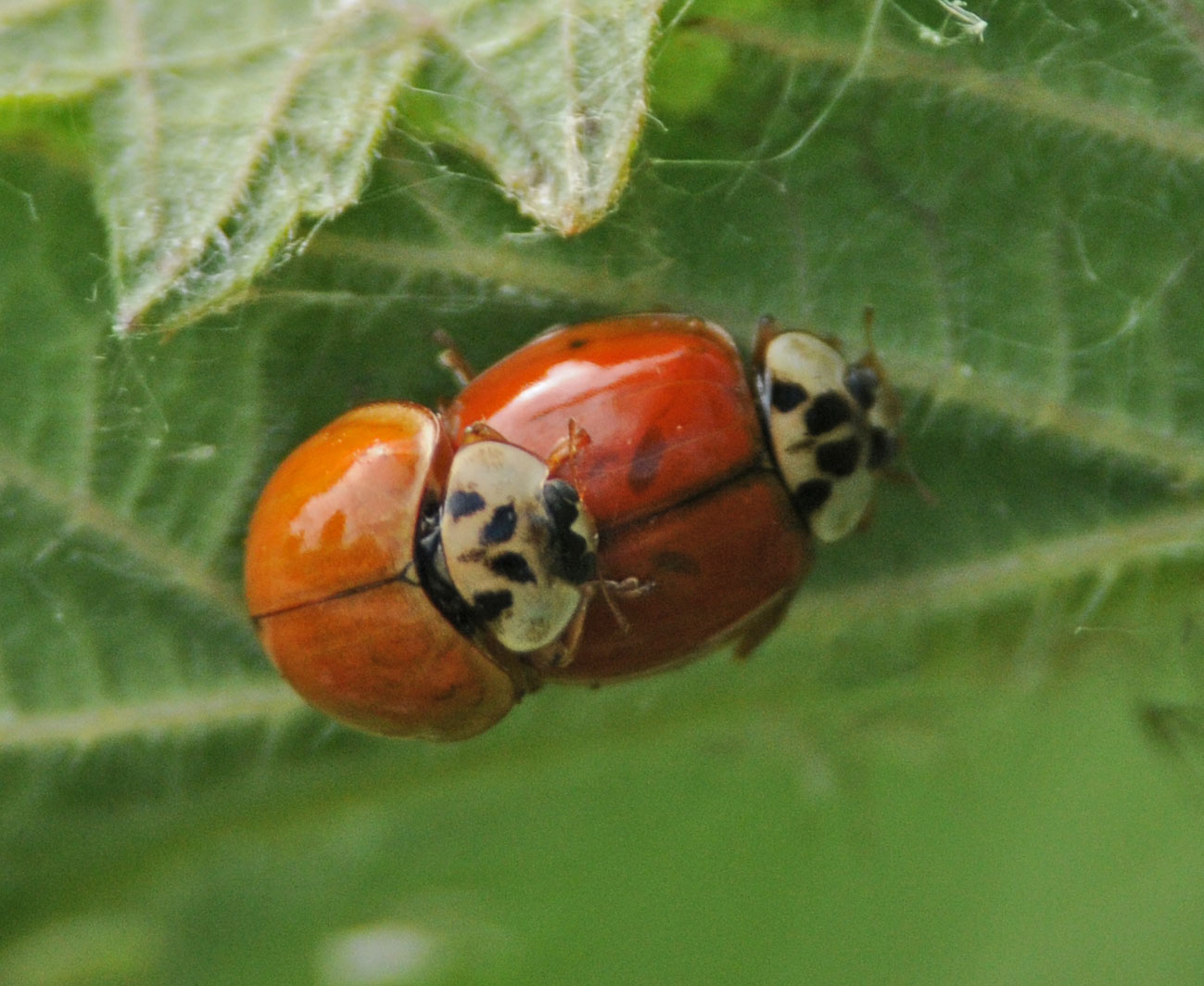 Larve di Coccinella