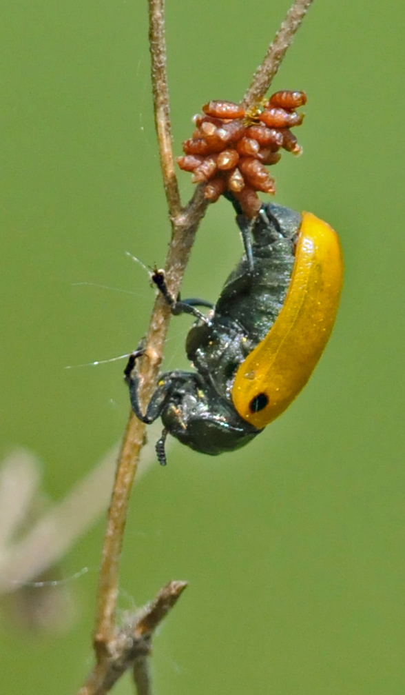 Labidostomis cfr tridentata