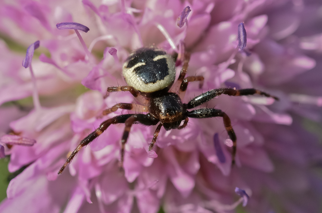 Synema globosum