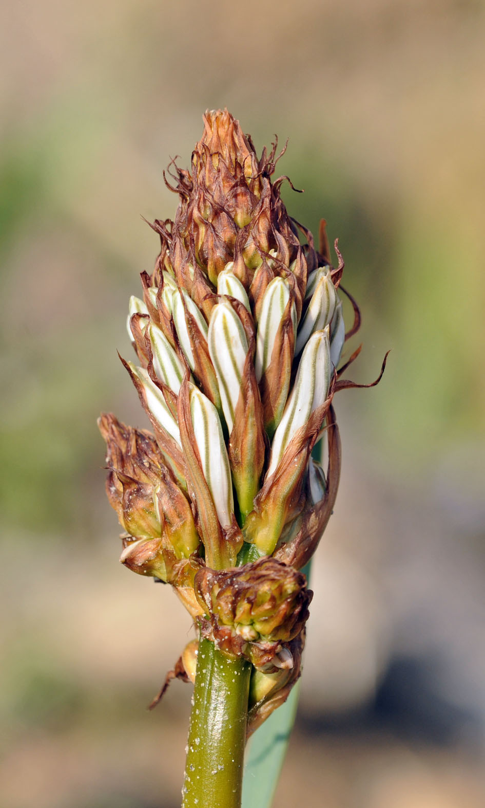 Pianta da determinare - Asphodelus sp.