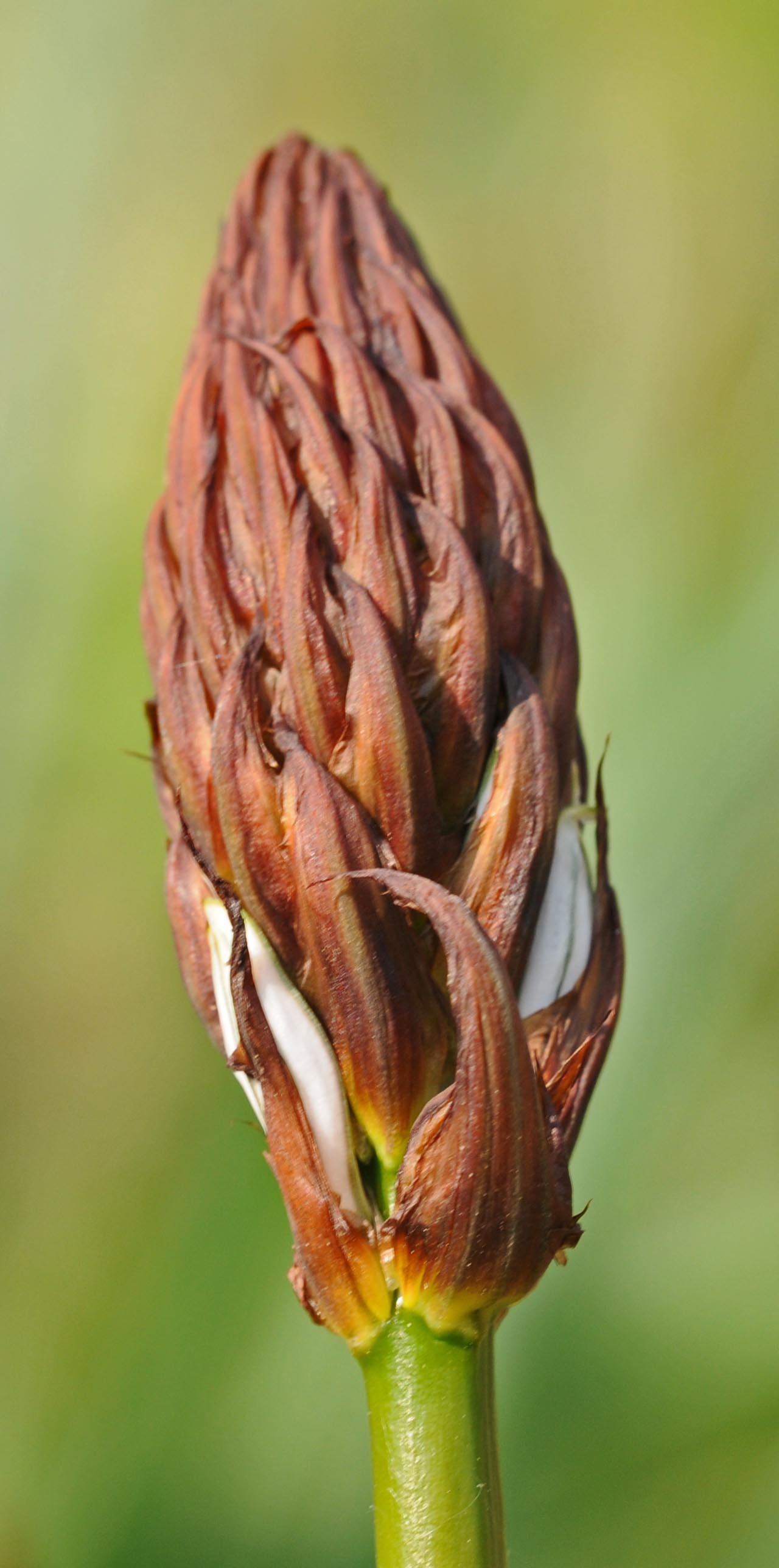 Pianta da determinare - Asphodelus sp.