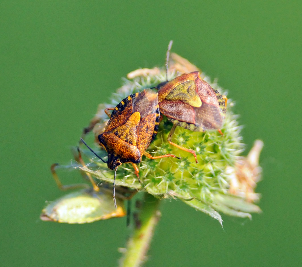 Pentatomidae: Carpocoris purpureipennis del Piemonte (CN)