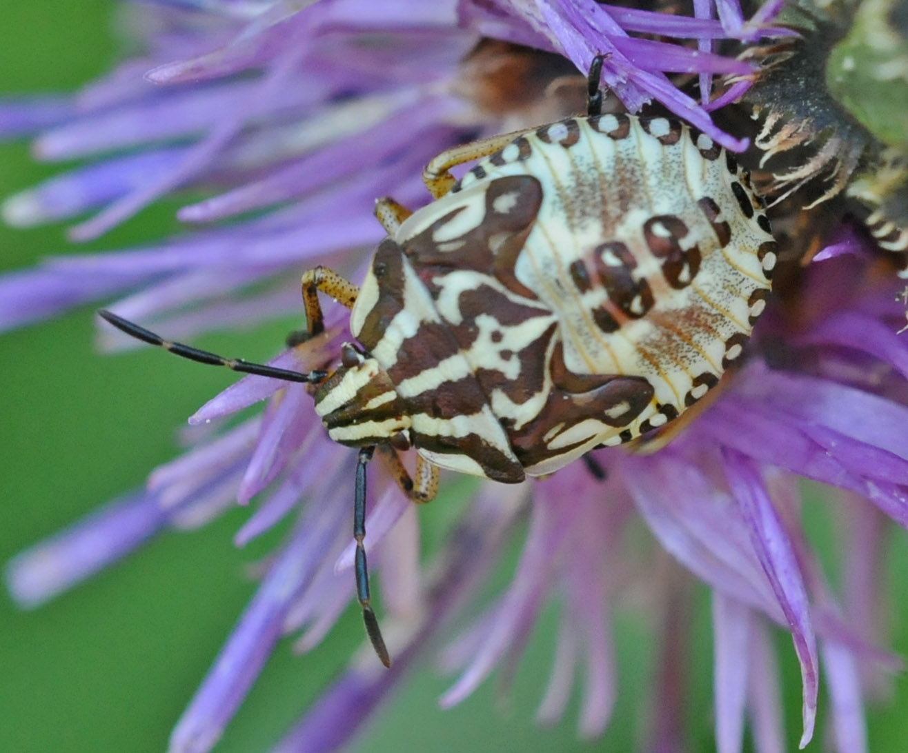 Pentatomidae: Carpocoris sp. (ninfa) del Piemonte