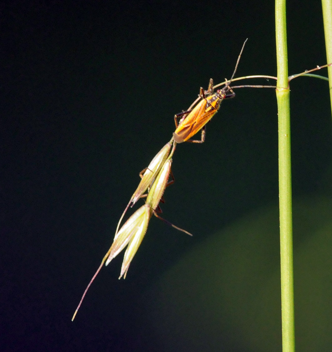 Miridae: Leptopterna dolabrata del Piemonte (CN)