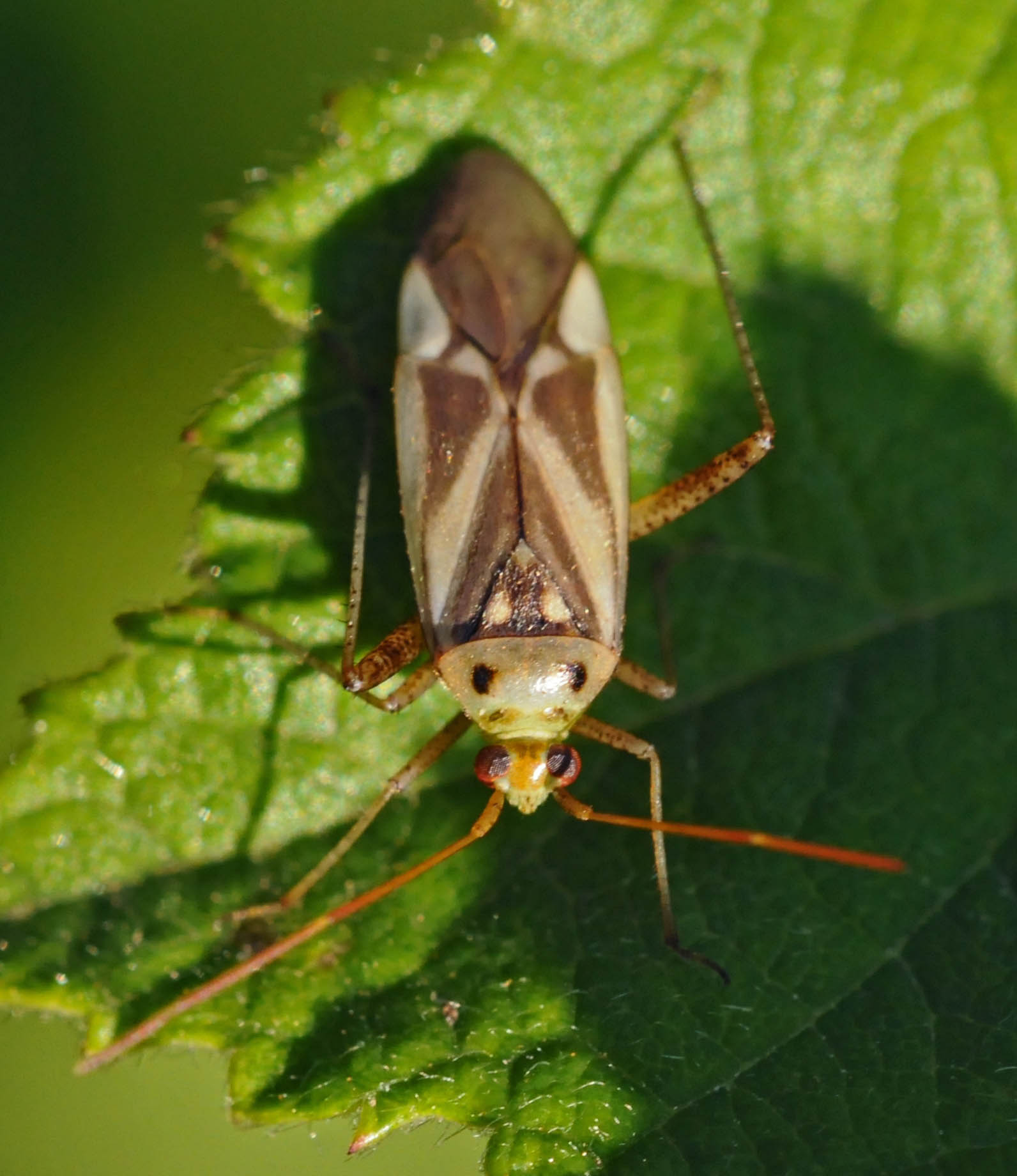 Miridae: Adelphocoris lineolatus del Piemonte (CN)