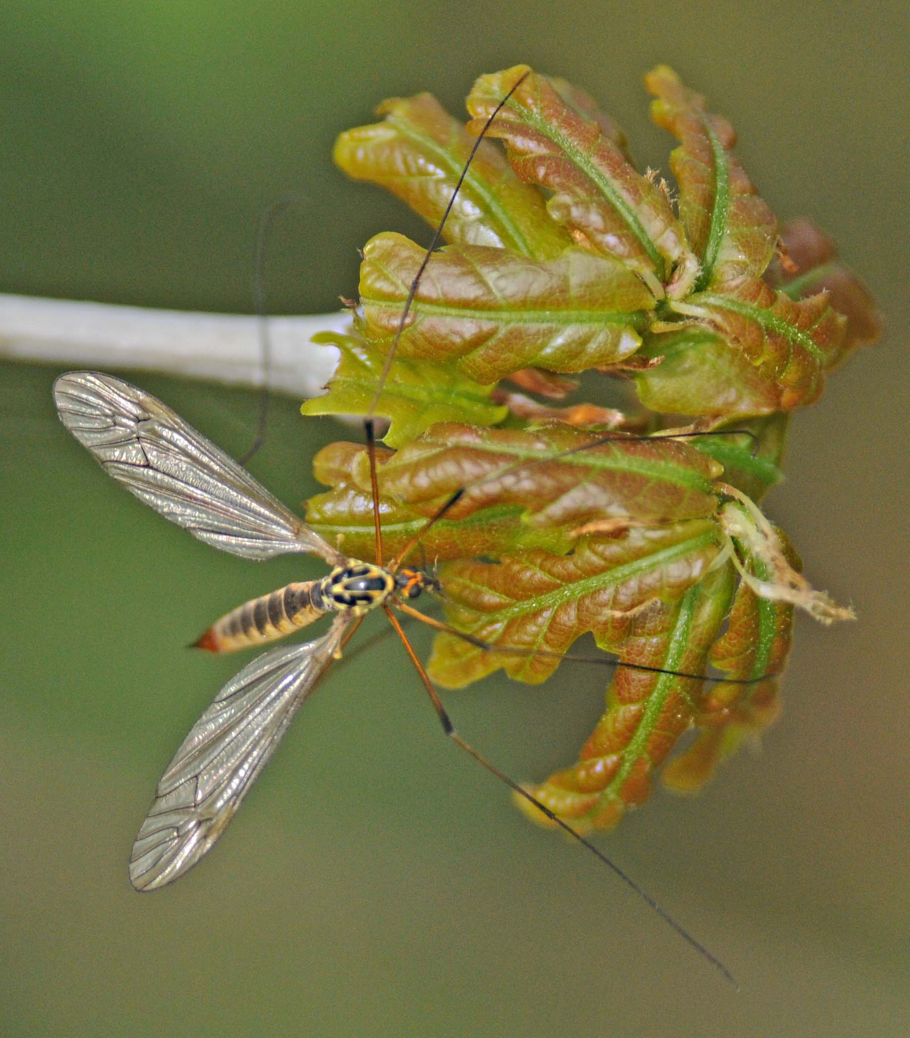 Nephrotoma cfr flavescens