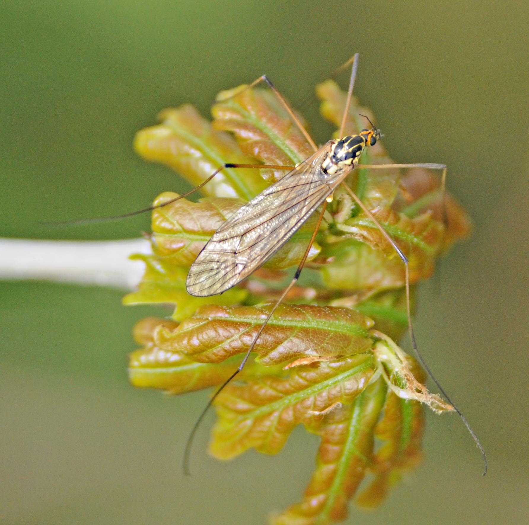 Nephrotoma cfr flavescens